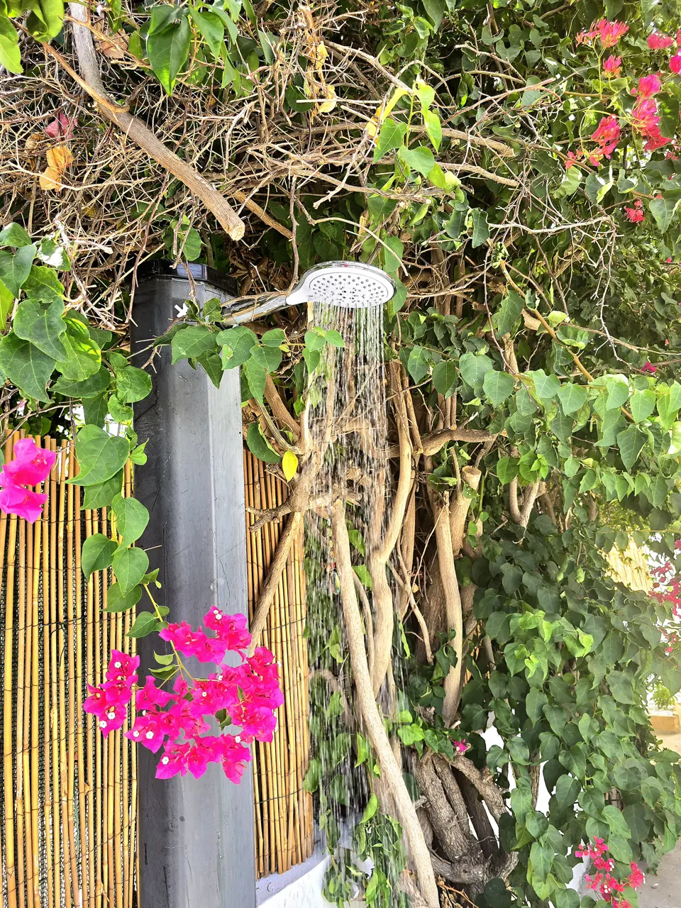Die Außendusche zwischen der Bougainvillea