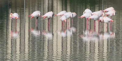 Parco Molentargius-Saline
